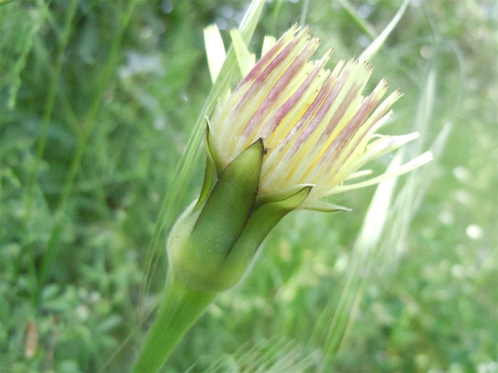 Urospermum dalechampii